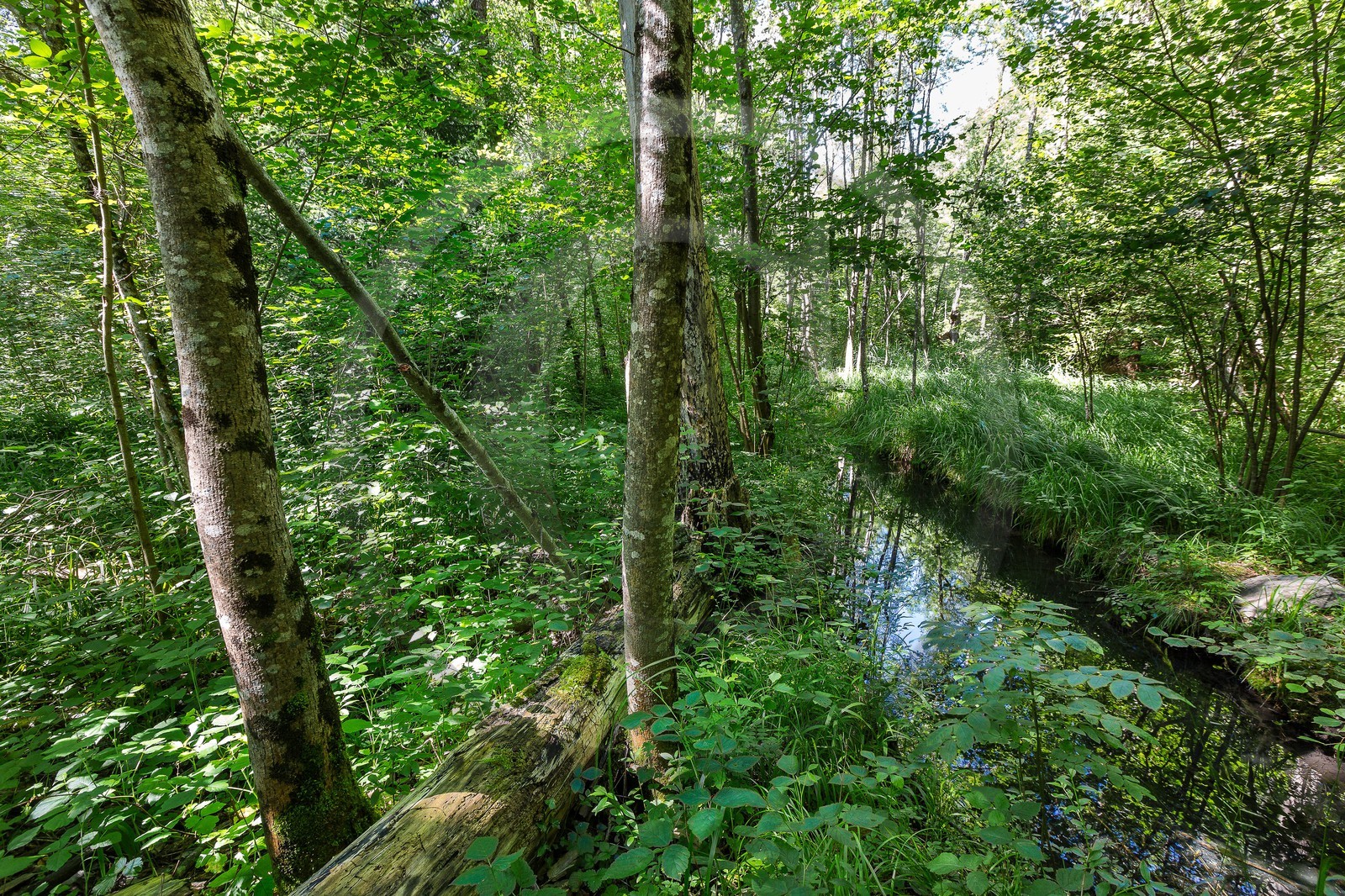 ENS de l'Isère, Vieille morte de Bourg d'Oisans