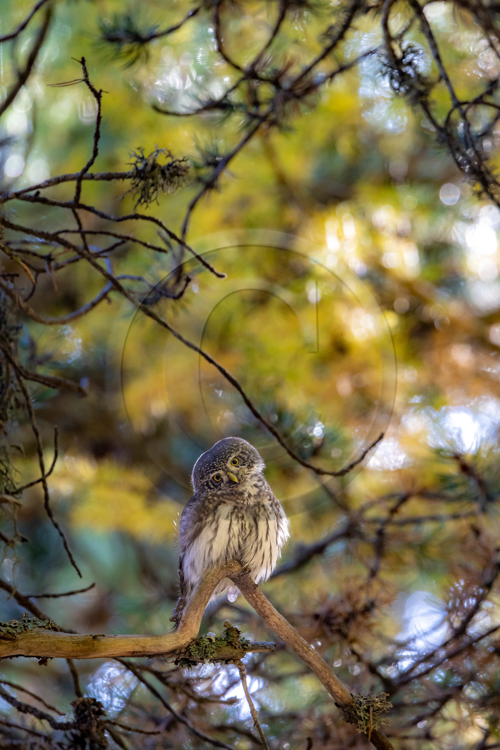 Chevêchette d'Europe, Glaucidium passerinum
