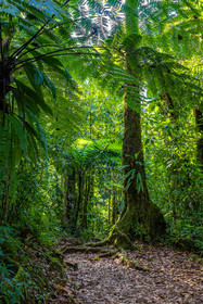 Forêt tropicale, Parc national de la Guadeloupe