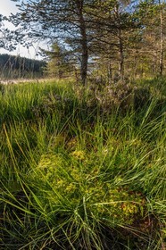 ENS de l'Isère,Tourbières du Peuil