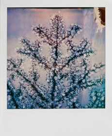 Exposition Arbres et petites forêts, éloge de la biodiversité