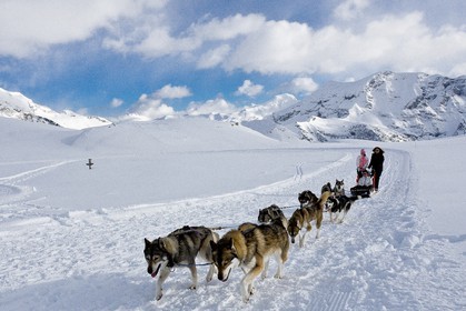 Chiens d'attelage