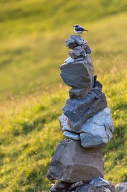 Vallée de l'Ubaye, col d'Allos, Traquet motteux sur un cairn