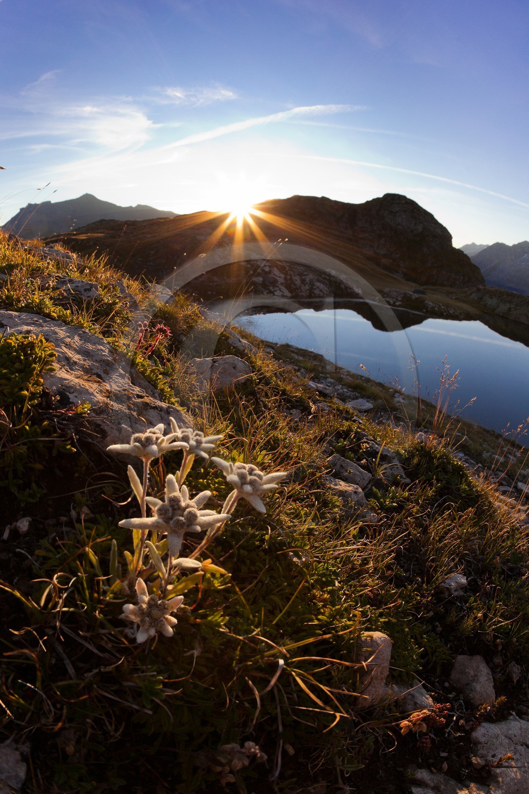 Edelweiss, Leontopodium alpinum, Lac Lérié