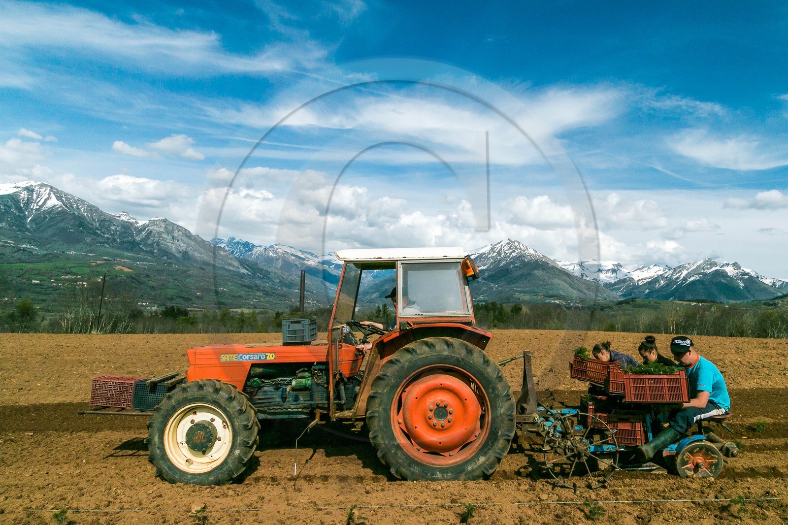 Pépinière Robin, producteur de sapin de Noël