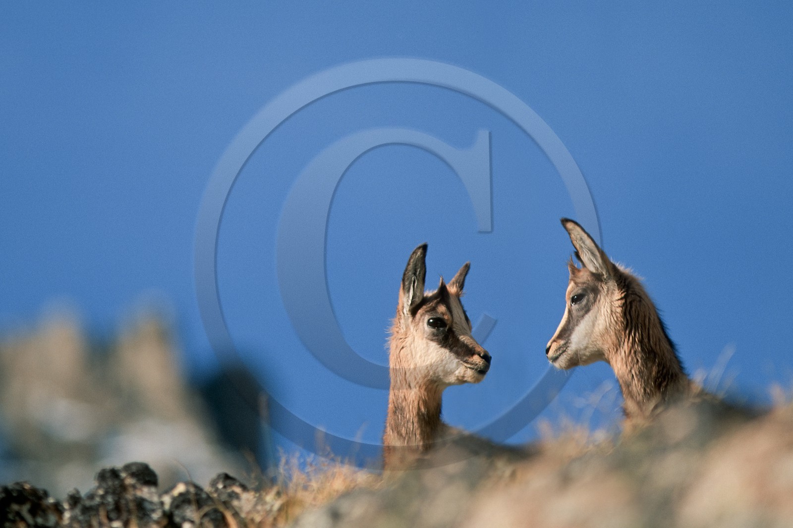 Chamois, Rupicapra rupicapra