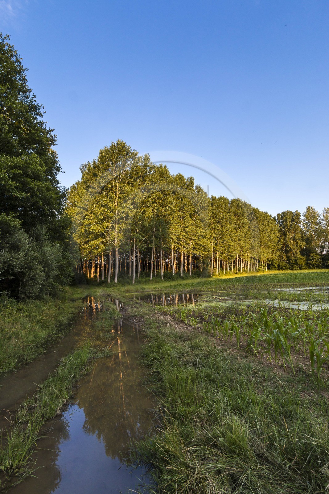 ENS de l'Isère, Prairies inondables de Pont-Évêque