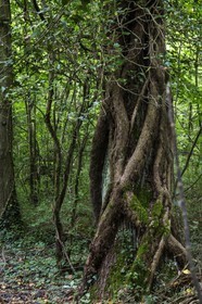 ENS de l'Isère, bois de la Bâtie