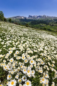 Marguerite commune, Leucanthemum vulgare
