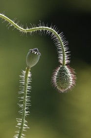 Coquelicot, Papaver rhoeas