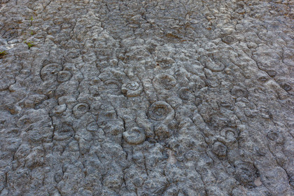 Dalle à ammonites