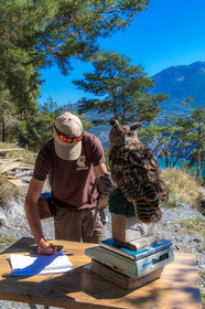 Parc animalier de Serre-Ponçon, Hibou grand-duc, Bubo bubo