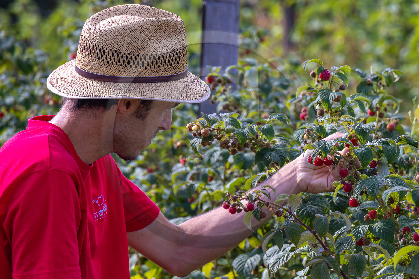Ecrins de fruits, producteur de fruits rouges