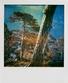 Exposition Arbres et petites forêts, éloge de la biodiversité