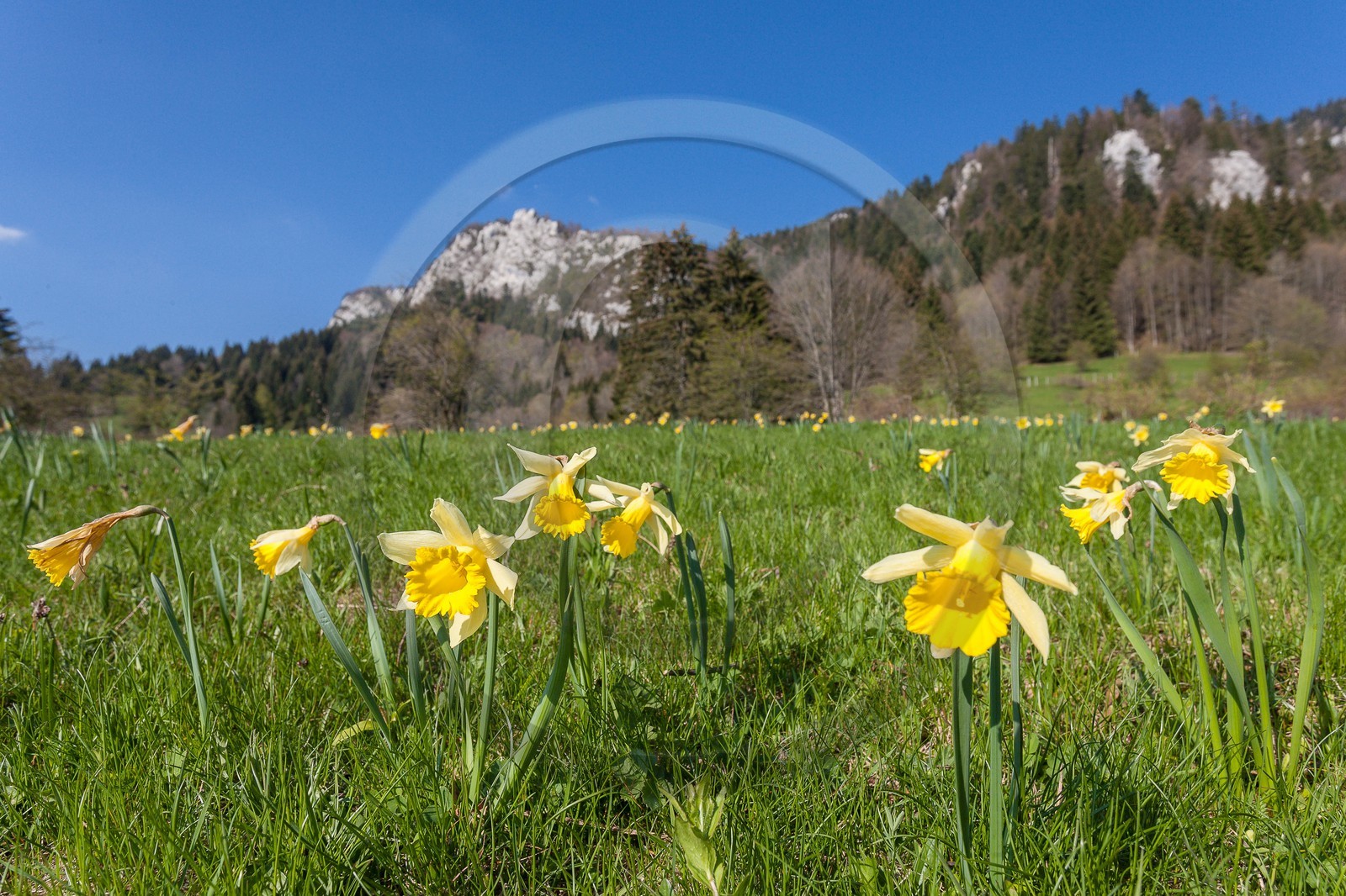 Jonquille, Narcissus jonquilla