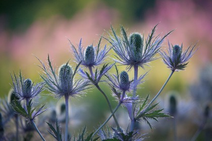 Chardon Bleu, Panicaut des Alpes, Eryngium alpinum