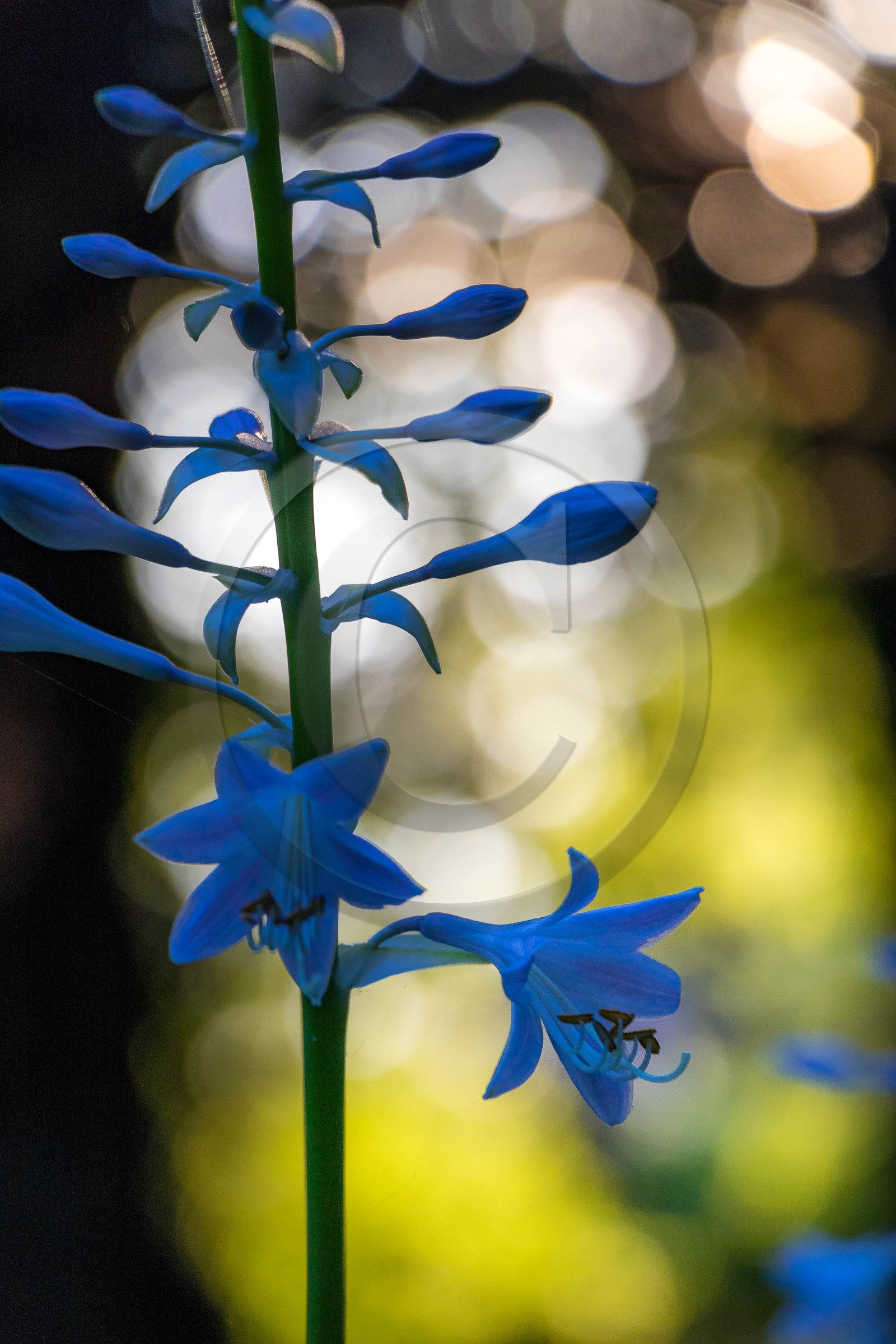 Les jardins de l'eau du Pré Curieux