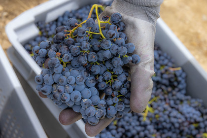 Domaine du Mont Guillaume