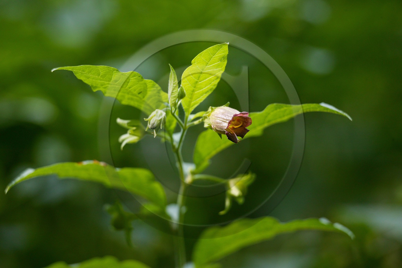 Belladone, Atropa belladonna