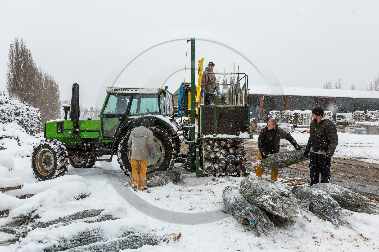 Pépinière Robin, producteur de sapin de Noël