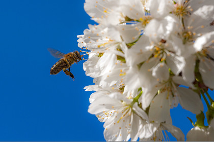 Abeille sur fleur de cerisier
