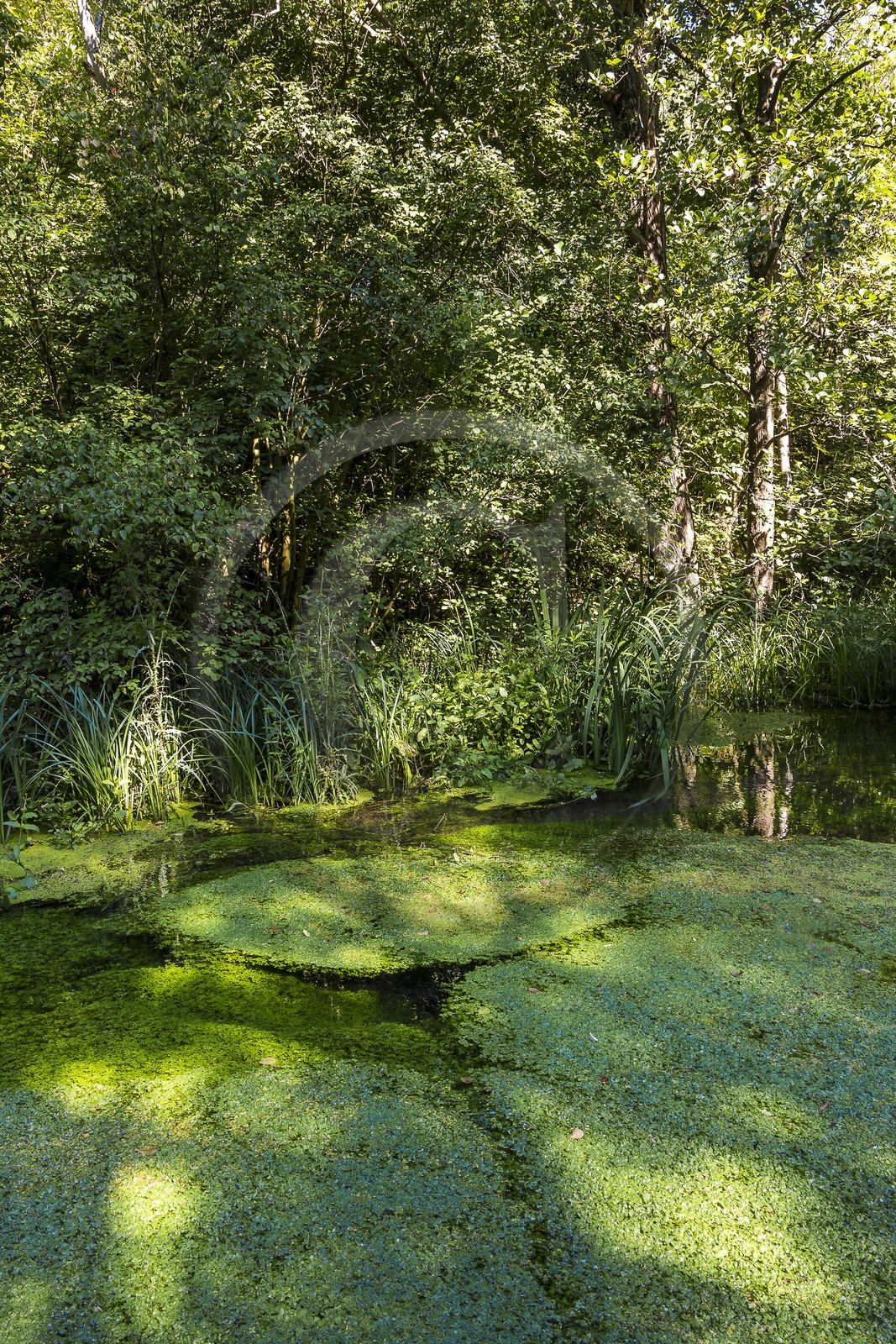 ENS de l'Isère, Prairies inondables de Pont-Évêque