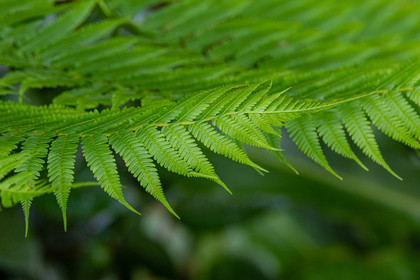 Forêt tropicale, Parc national de la Guadeloupe