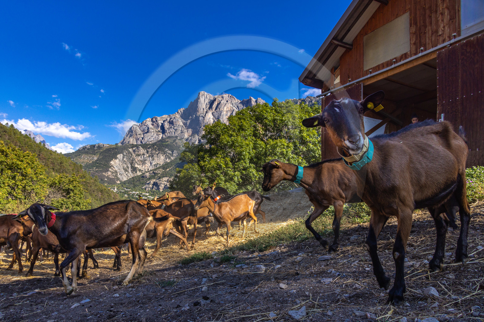 Gaec La Ferme des Ecrins