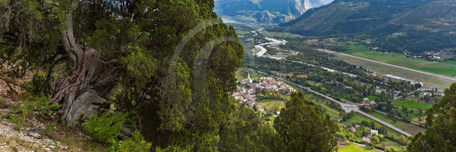 Thurifaie de Saint-Crépin