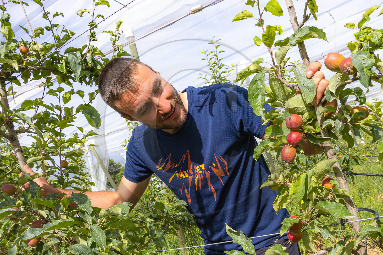 Melve, Gaec de la Maurelle, Adrien Megy