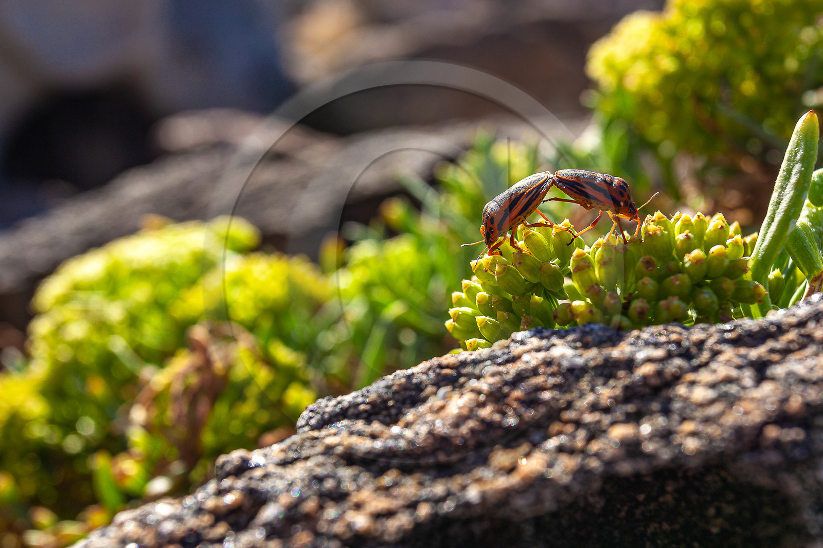 Belvédère-Campomoro, flore