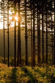 Parc national des Cévennes, forêt du Mont Aigoual