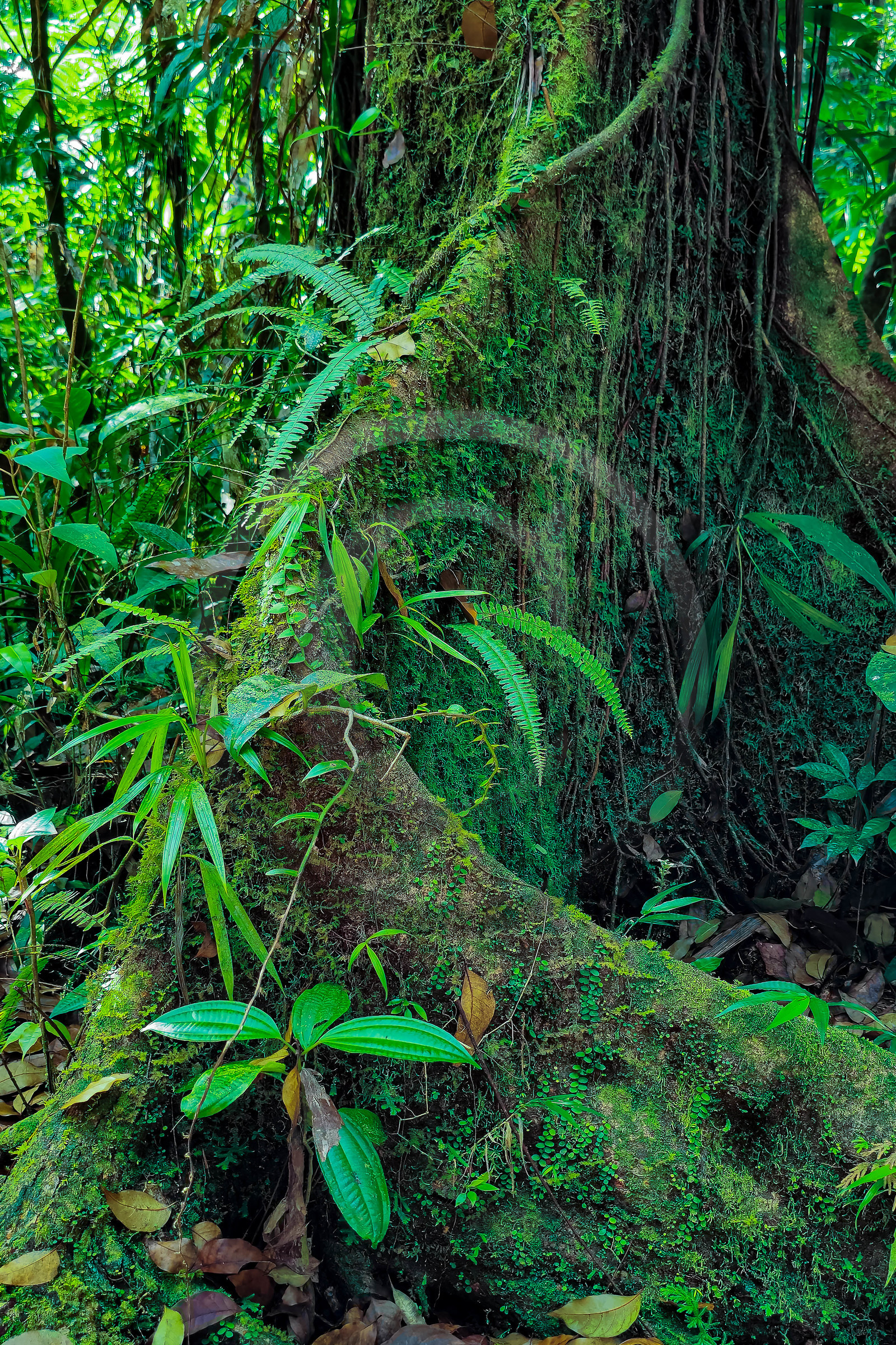 Forêt tropicale, Parc national de la Guadeloupe