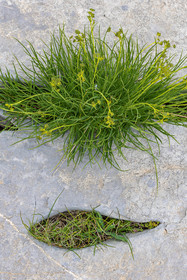 Les Oucanes de Chabrières