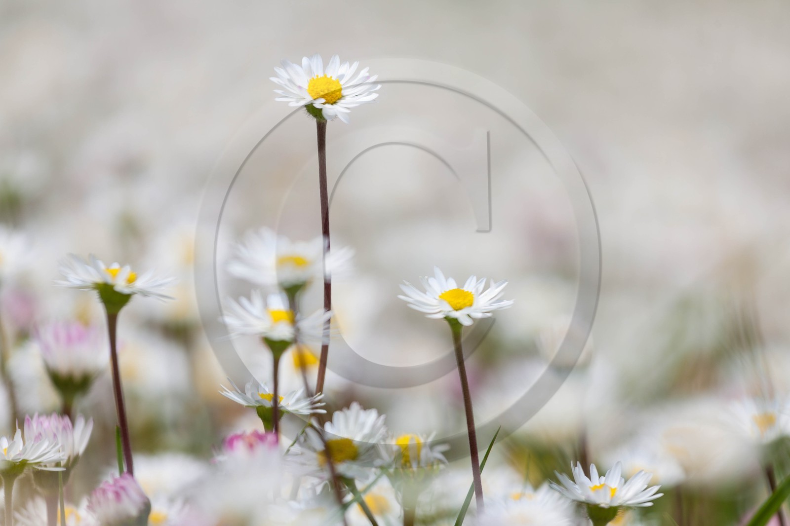 Pâquerette, Bellis perennis