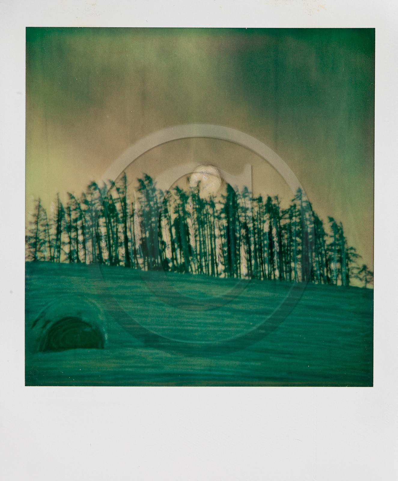 Exposition Arbres et petites forêts, éloge de la biodiversité