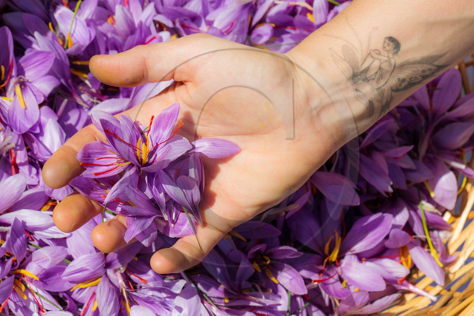 Carole Prost cultive du safran qui ensoleille ses créations