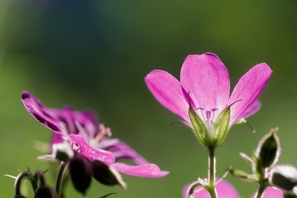 Géranium des bois; Geranium silvaticum