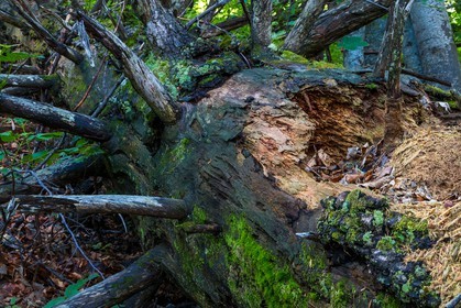 Bois du Chapitre, forêt domaniale de Gap-Chaudun
