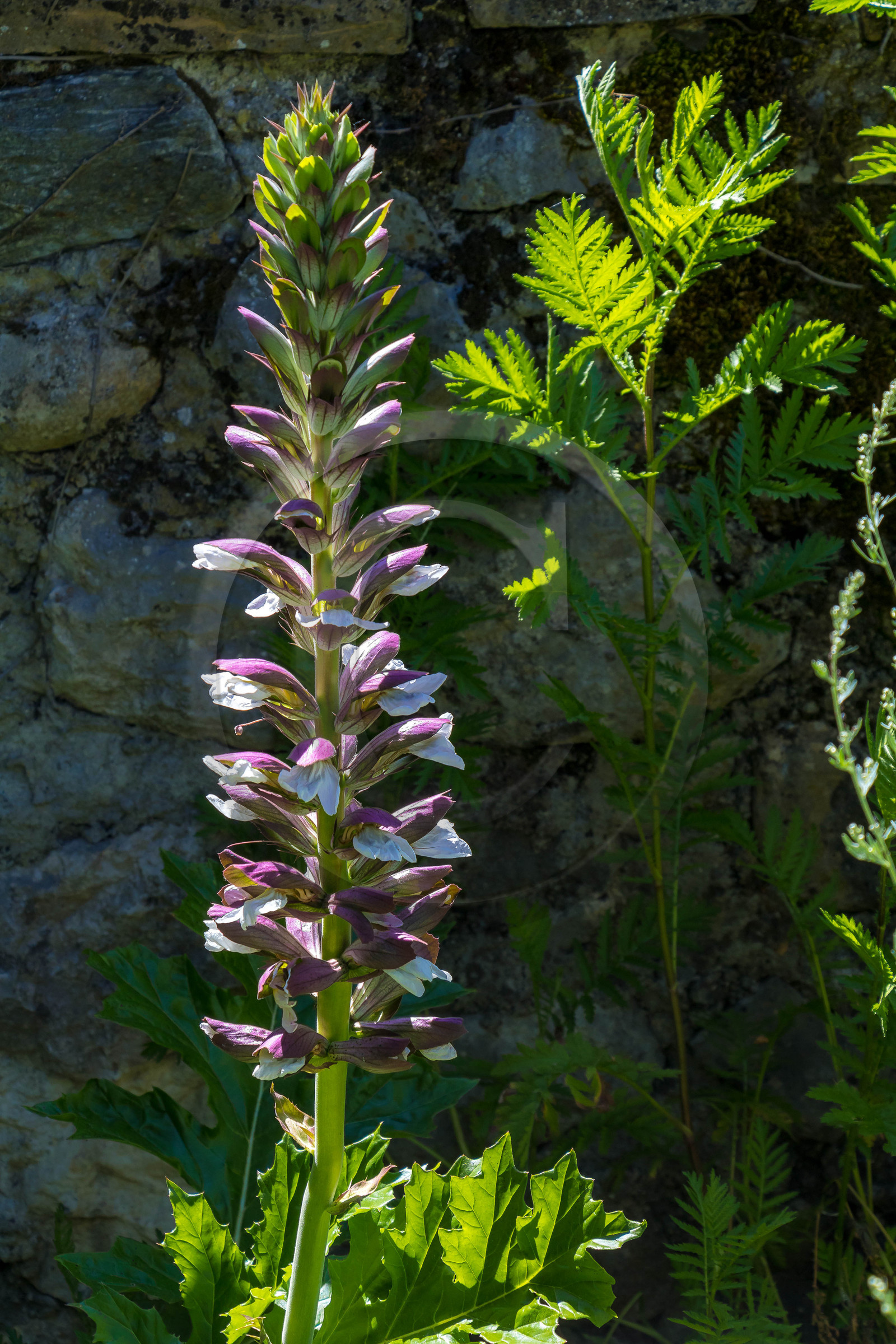Château et jardins du Touvet