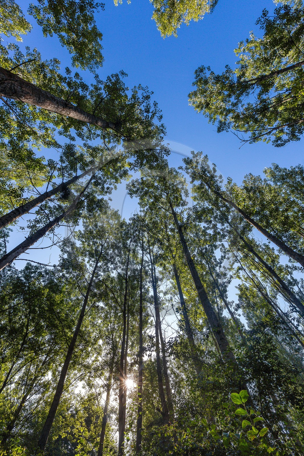 ENS de l'Isère, étang de Mai