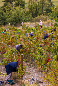 Domaine du Mont Guillaume