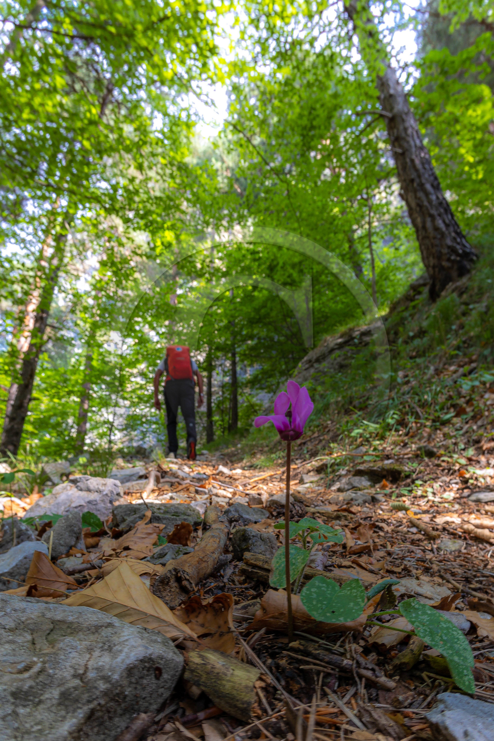Camoglieres, sentier des cyclamens