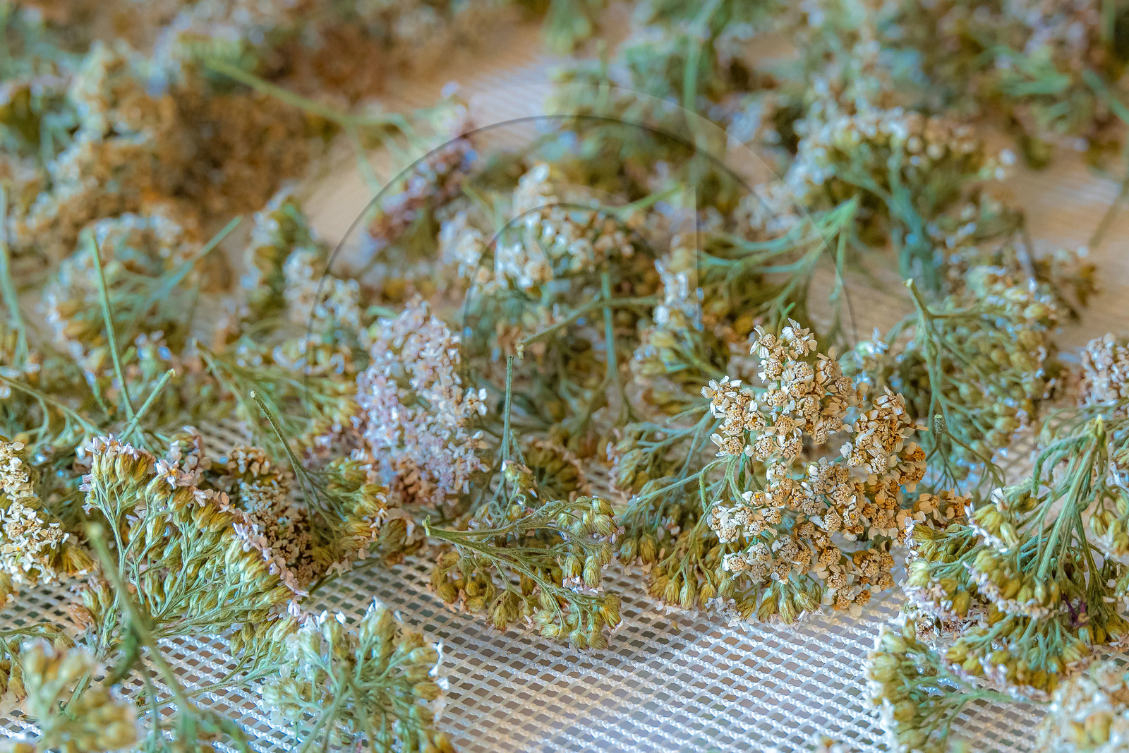 Les cueillettes du Lauzet, Achillea millefolium, Achillée millefeuille