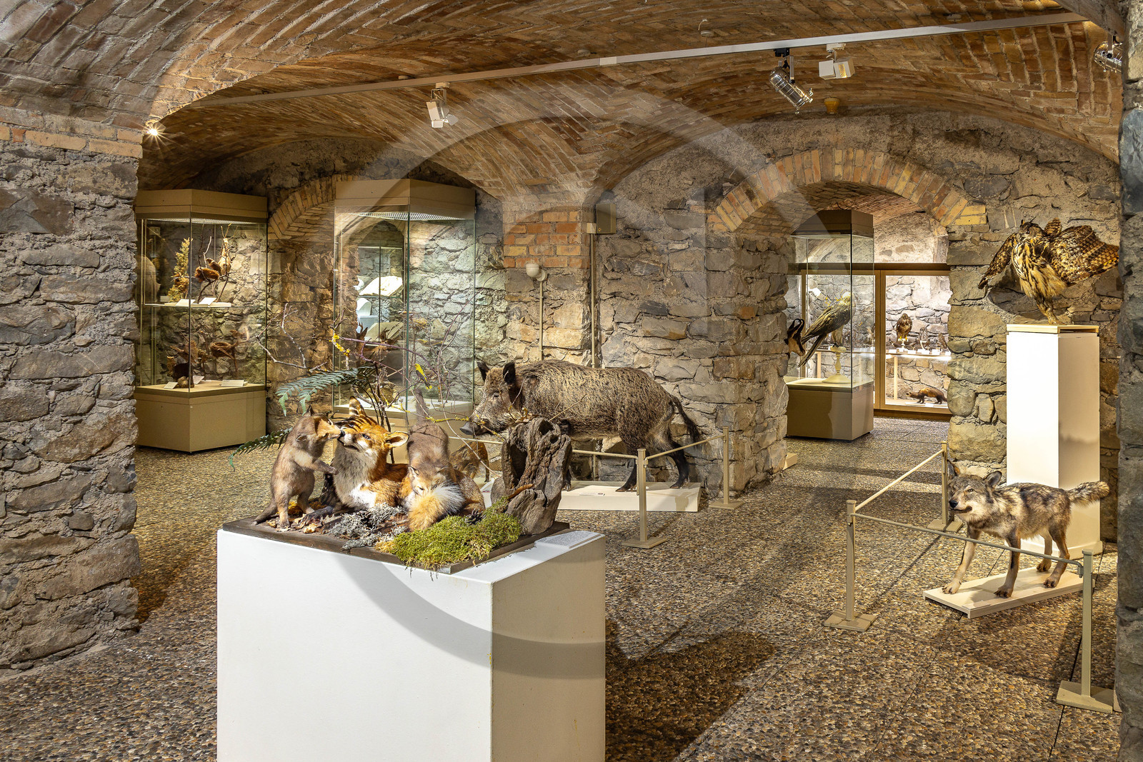 Musée Muséum départemental des Hautes-Alpes, collections d’animaux naturalisés