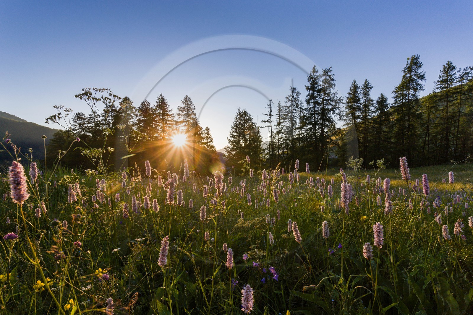 Renouée bistorte, Bistorta officinalis