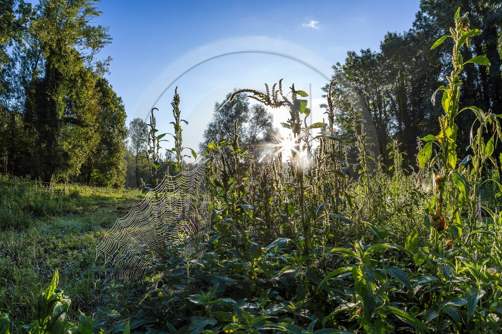 ENS de l'Isère, étang de Mai