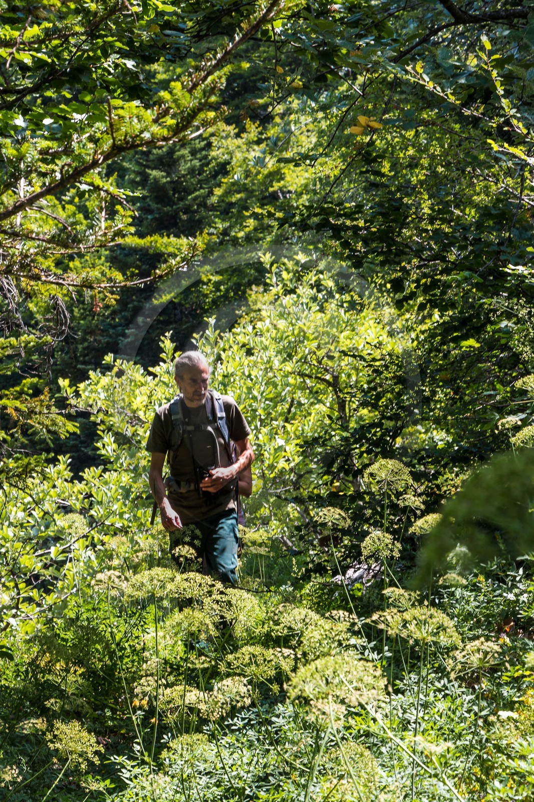 Bois du Chapitre, forêt domaniale de Gap-Chaudun