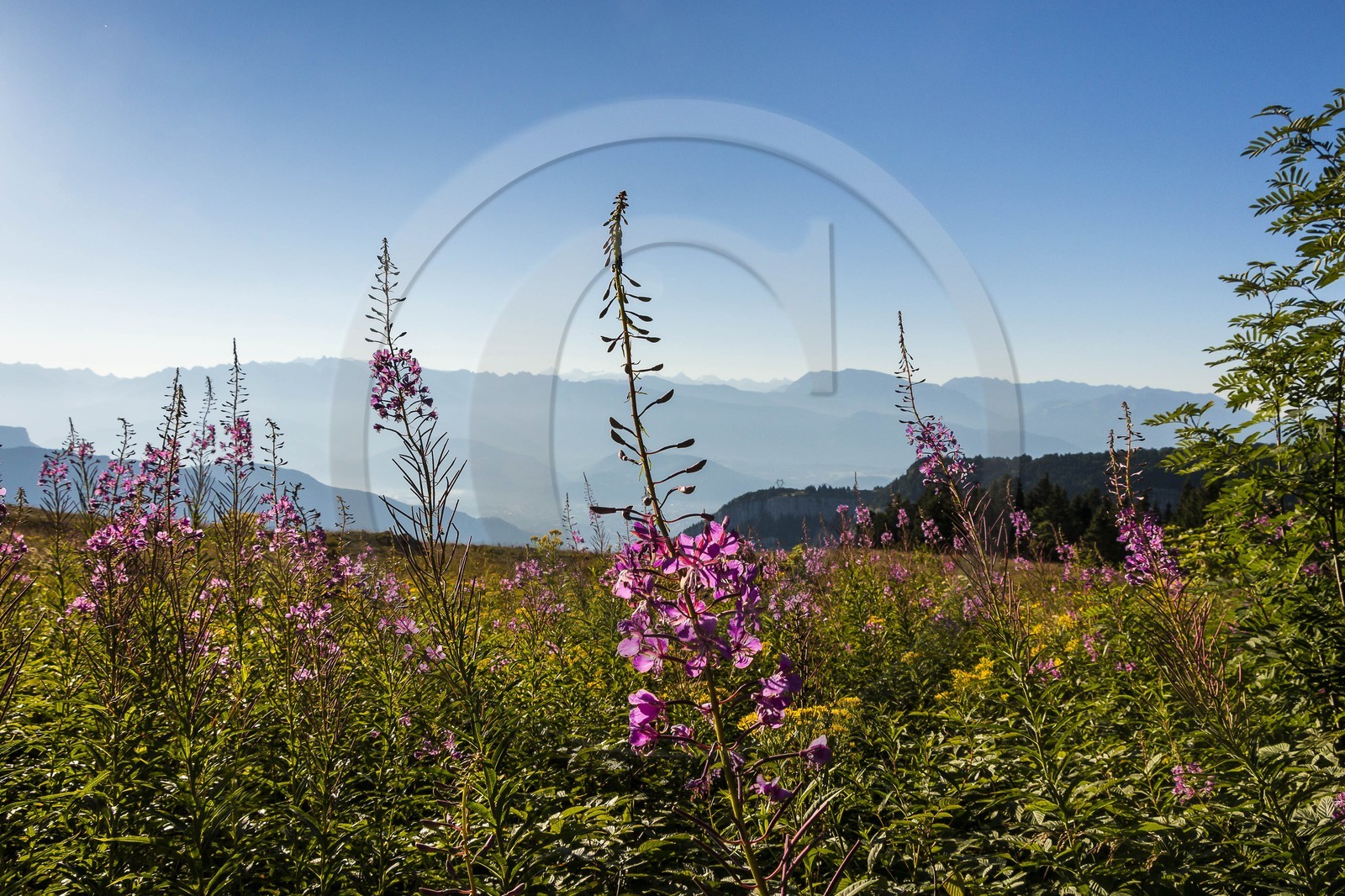 ENS de l'Isère, Plateau de la Molière et du Sornin, du plateau de Sornin