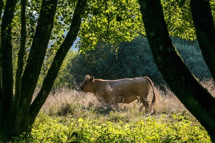 ENS de l'Isère, Tourbières de l'Herretang